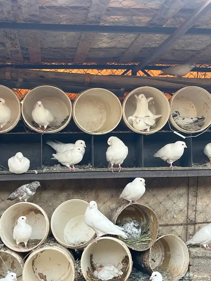 حمام فرنسي 0