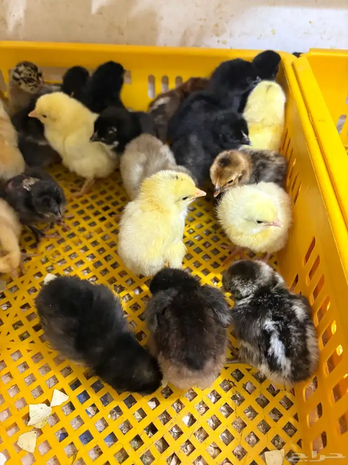 السر طريق جنوب الطائف 2