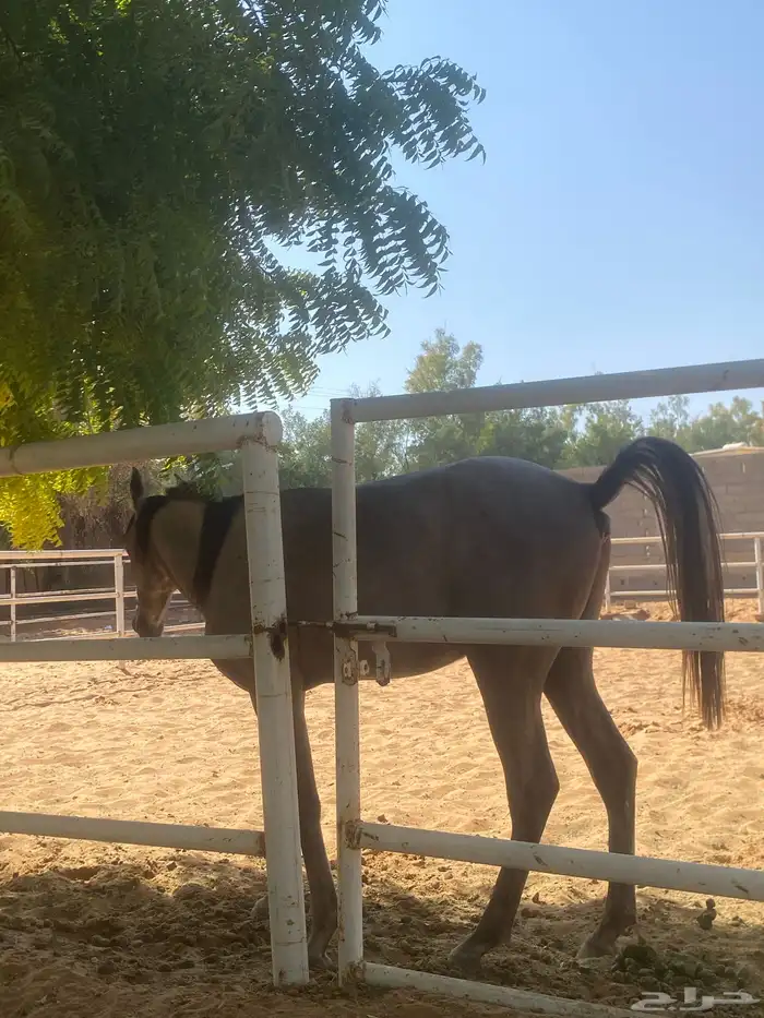 خيل عربي 3