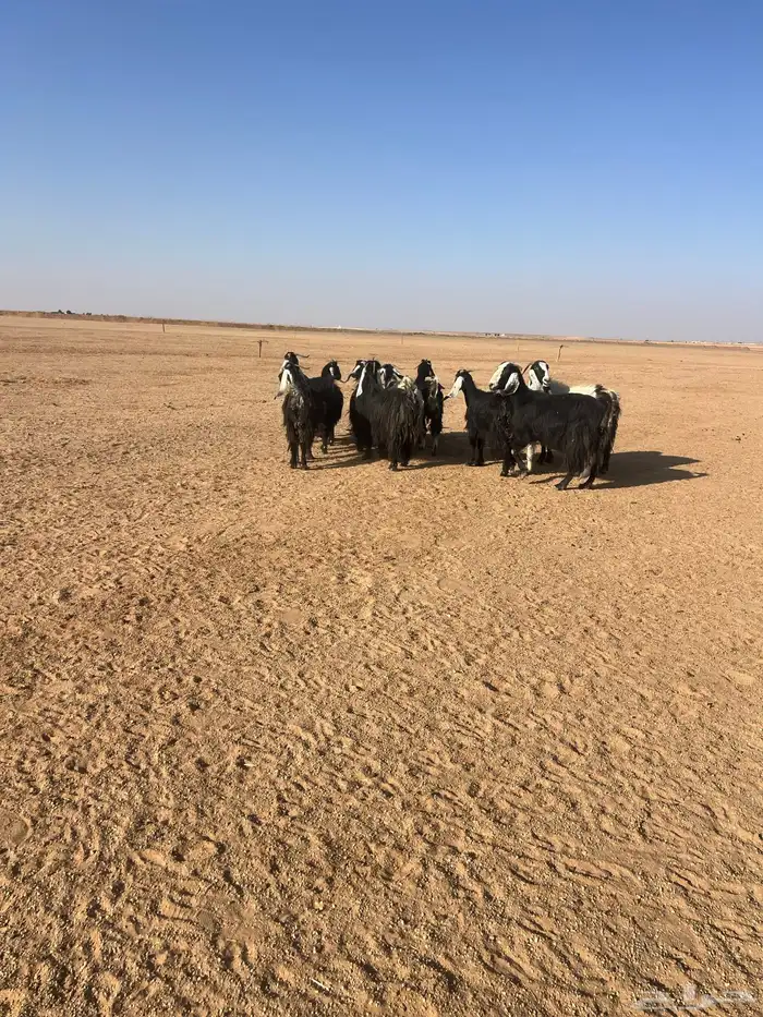 للبيع معزا 3