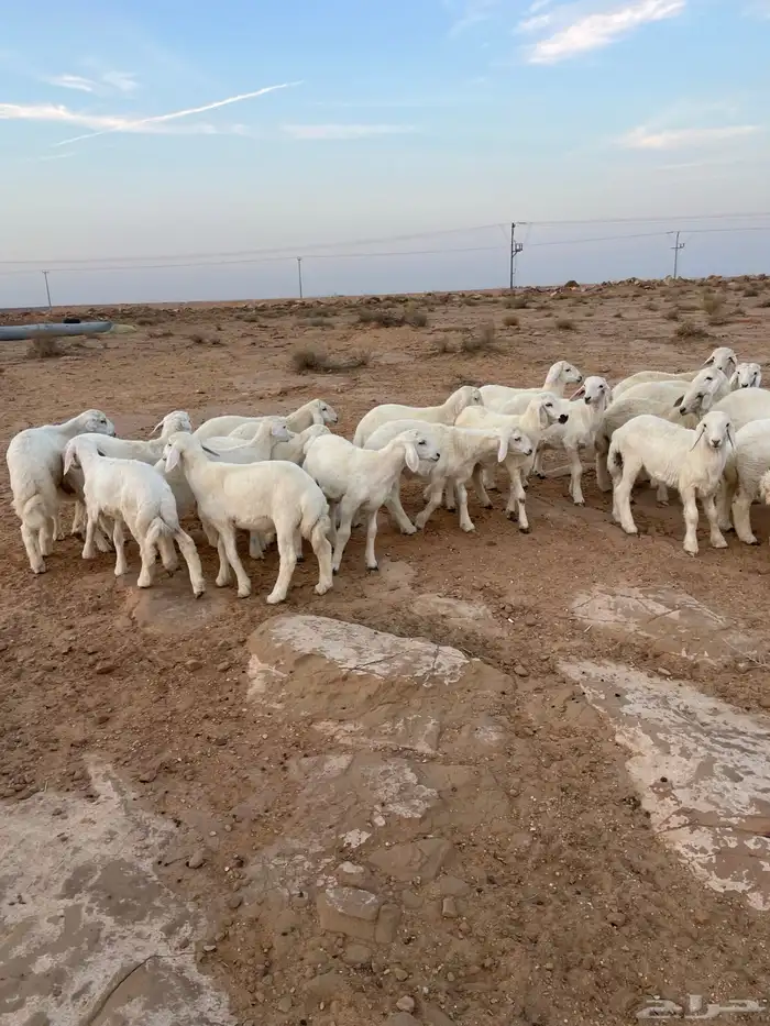 بهم حري مراح واحد 10