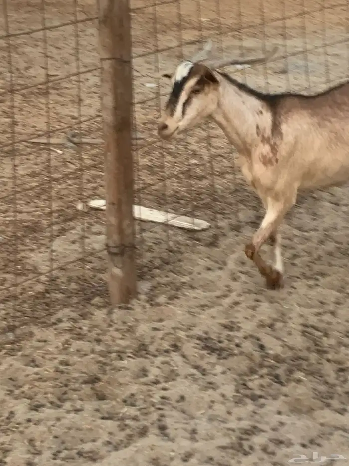 للبيع معزا جنوبية مواليد ودفيع 11