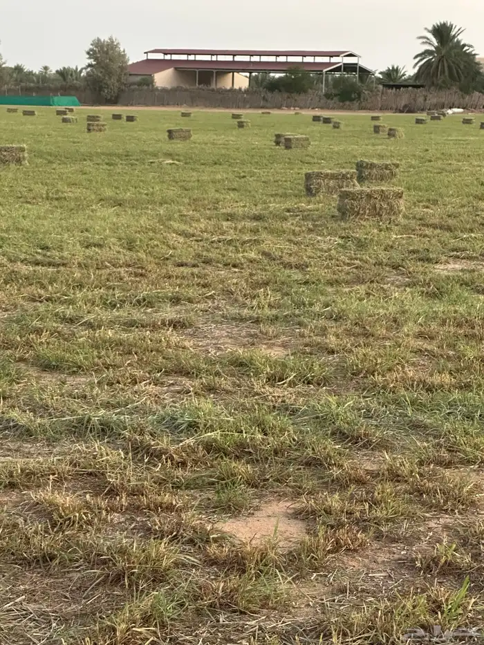 علف ابلوبنك 0