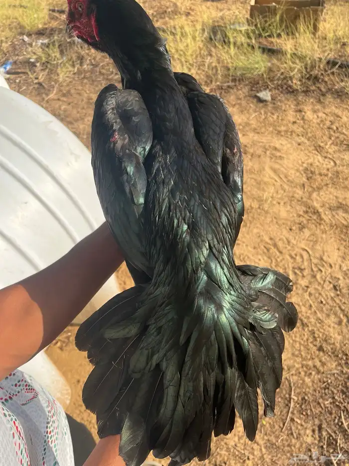 ديك سندي ماديا 2