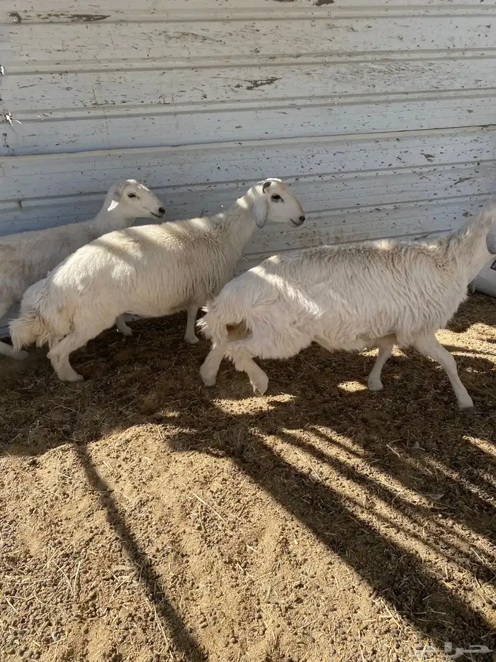 3 خرفان جبرة شرط علفها فقط برسيم رودس شعير من حلالي 5