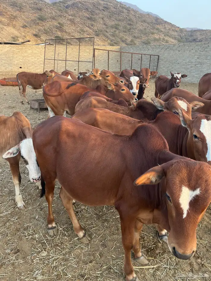 حسلان بلدي للبيع 1