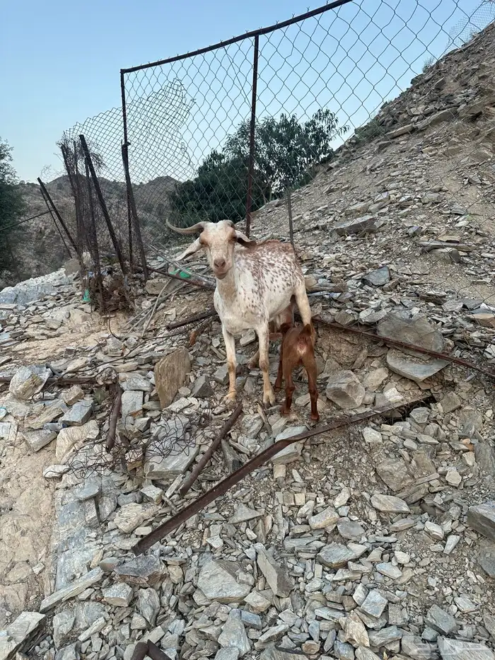 عنز تحتها جفره 2