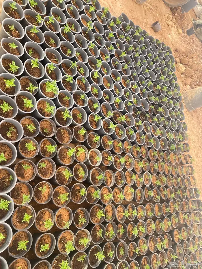 زهور ماري جولد وبيتونيا 7