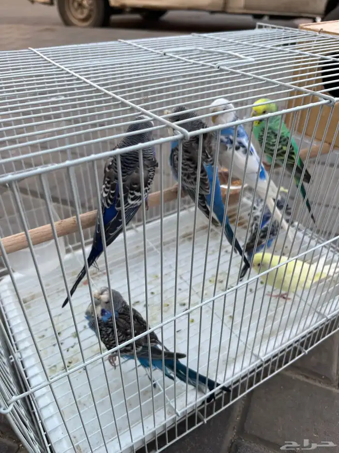 طيور بادجي 2