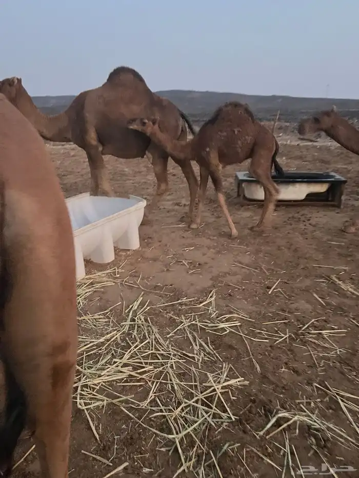 قعود مشروع فحل للبيع 7