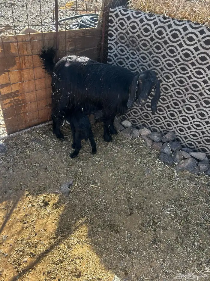 معزا ولد طيبه ونضيفه 1