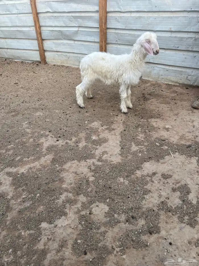 داغوره مهجنه 1