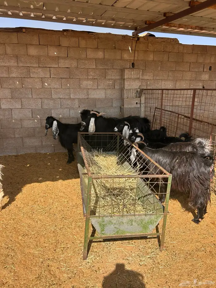 معزا مراح للبيع 3