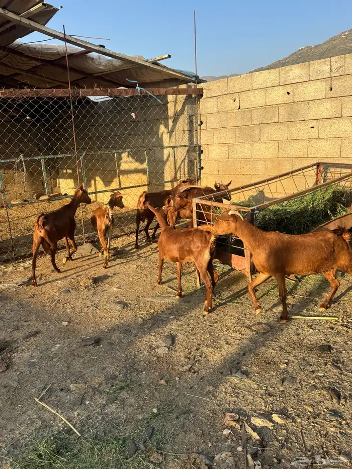 غنم دهم مع الفحل العدد 7 5