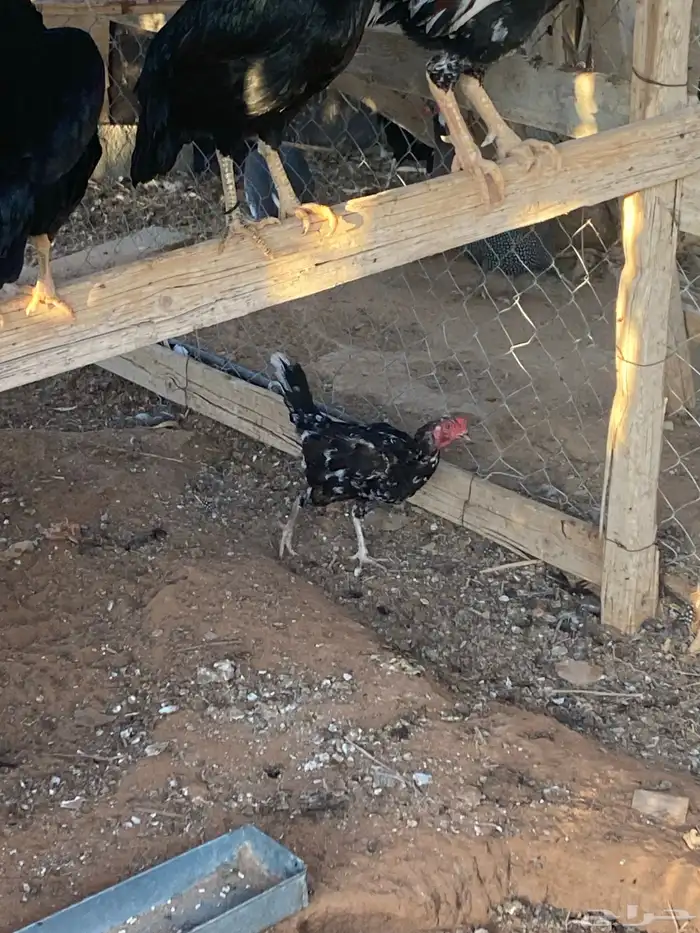 دجاج باكستاني للبيع الخرج 0