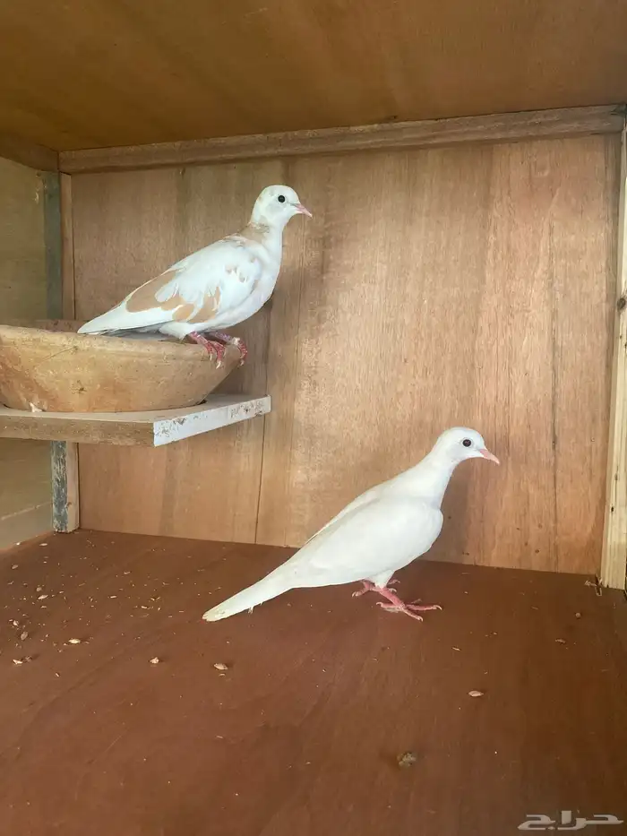 قماري هولندي 0