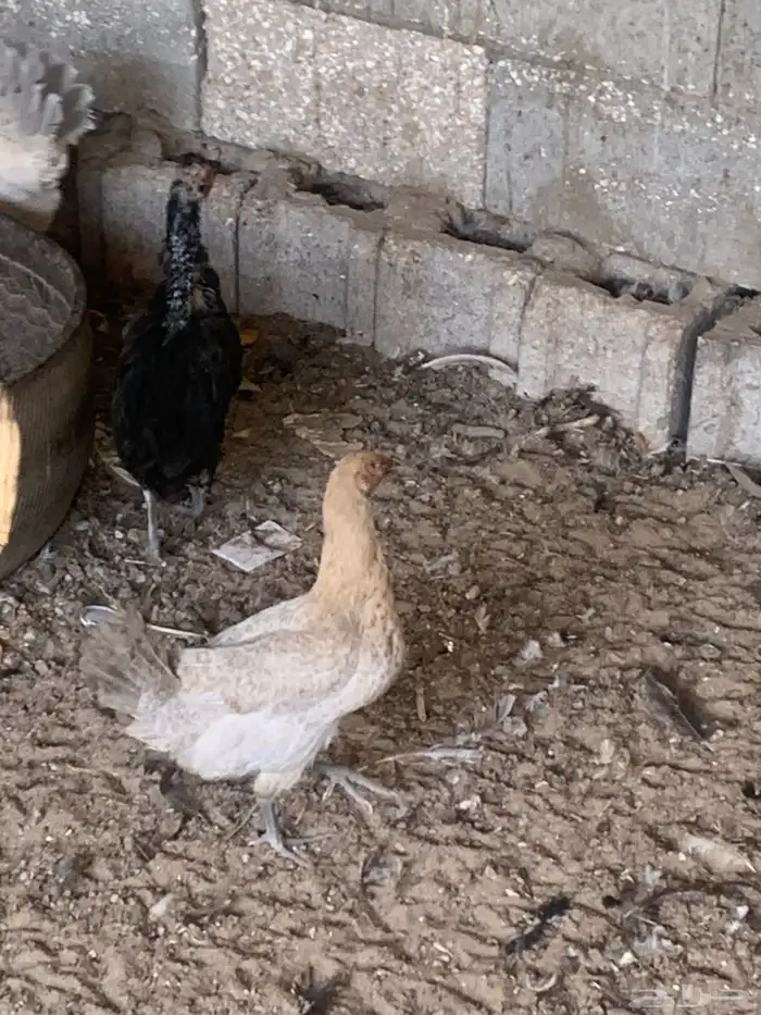 دجاج فيومي جولد صافي 1