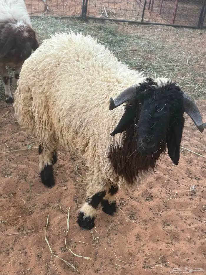 خروف نعيمي العمر 10 شهور 4