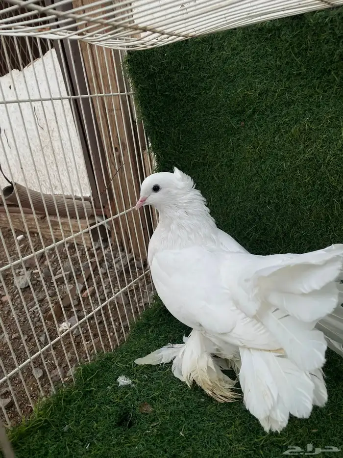 ذكر هزازي زينه 1