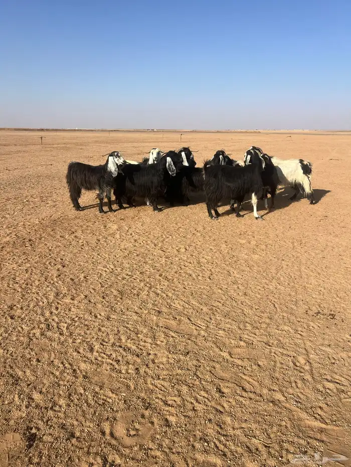 للبيع معزا 4