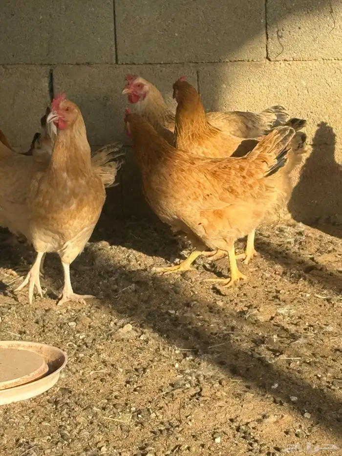 دجاج فرنسي بياض جروم 2