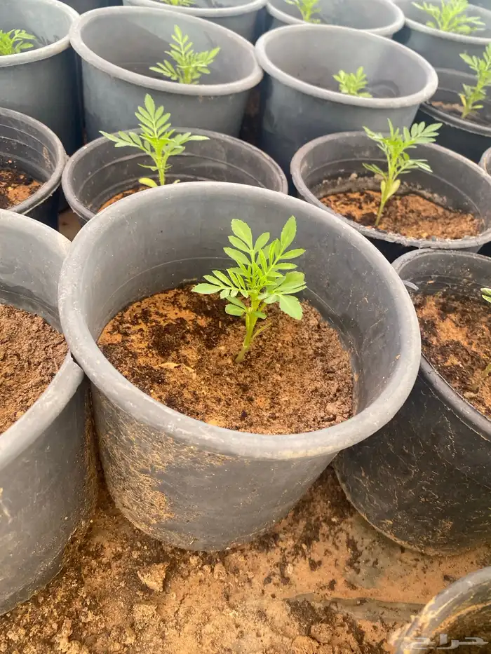 زهور ماري جولد وبيتونيا 5