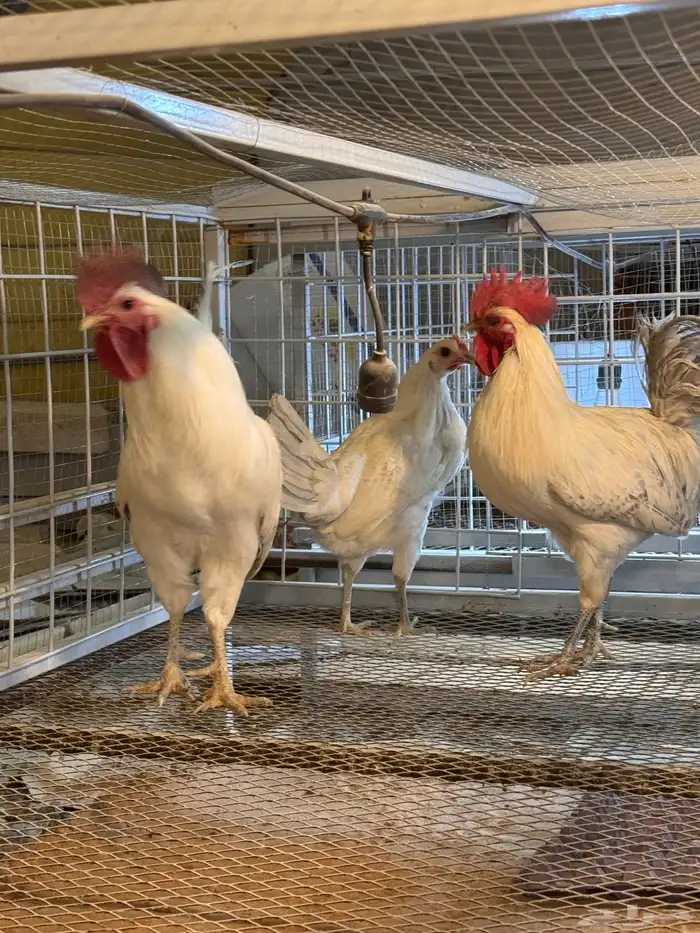 ديكين ودجاجة فيومي المنيوم 3