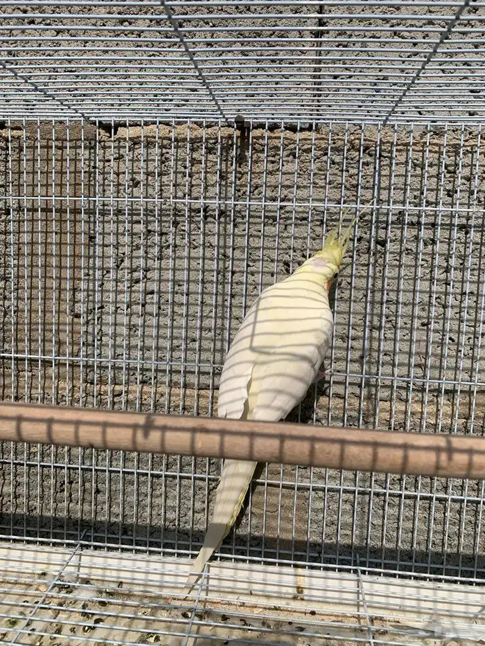 كروان أو كوكتيل للبيع 4