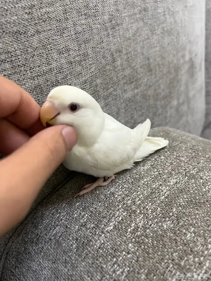 طيور روز ماشاءالله 9