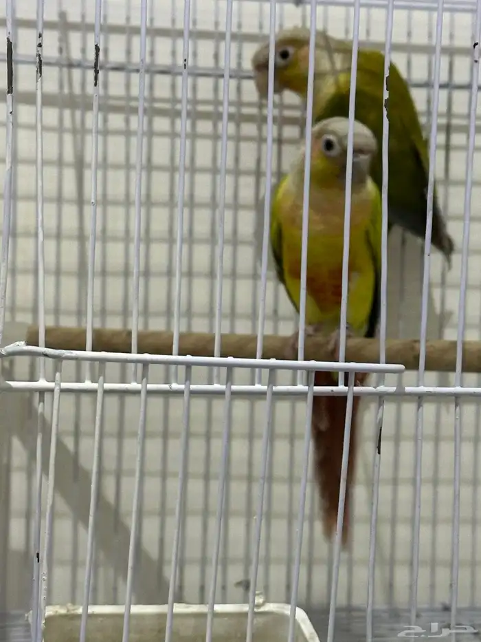 كنيور ذكر غير أليف 2