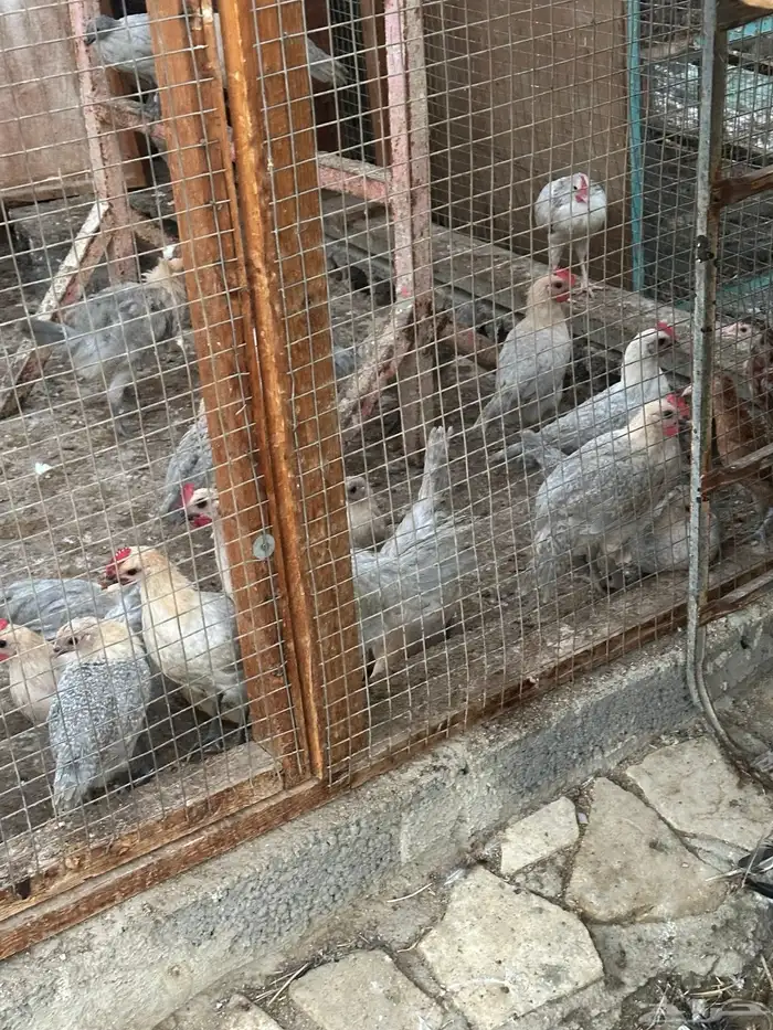 دجاج فيومي  بيور 1