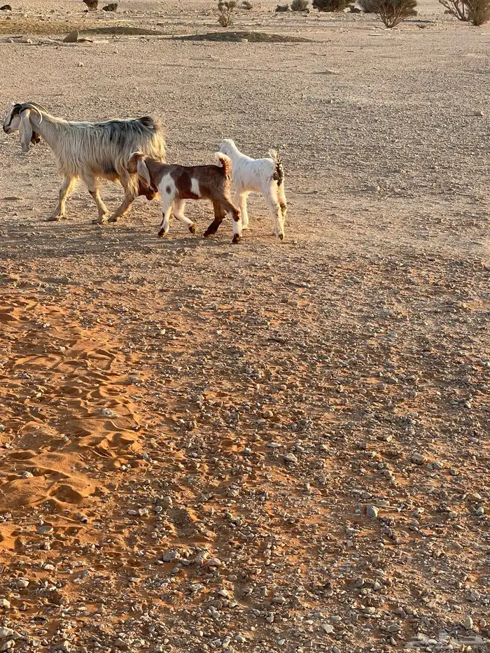 معزا متابيع 17