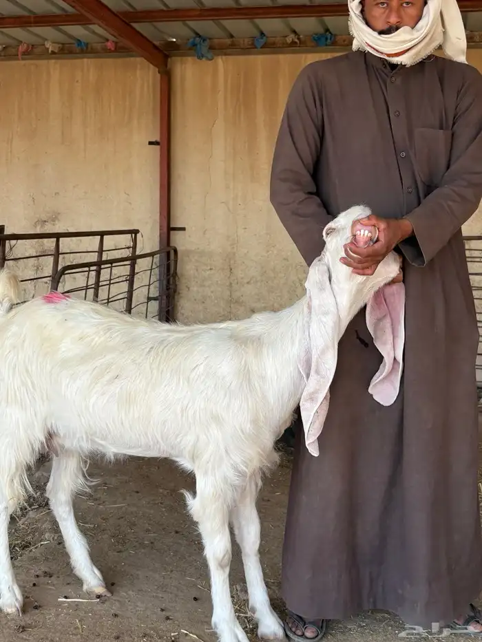 للبيع ماعز بيض دفيع 11