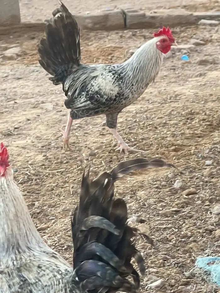 ديوك فيومي وبلدي 2