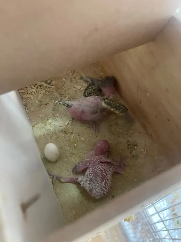 جوز باذجي هجين تحته فرخين 2