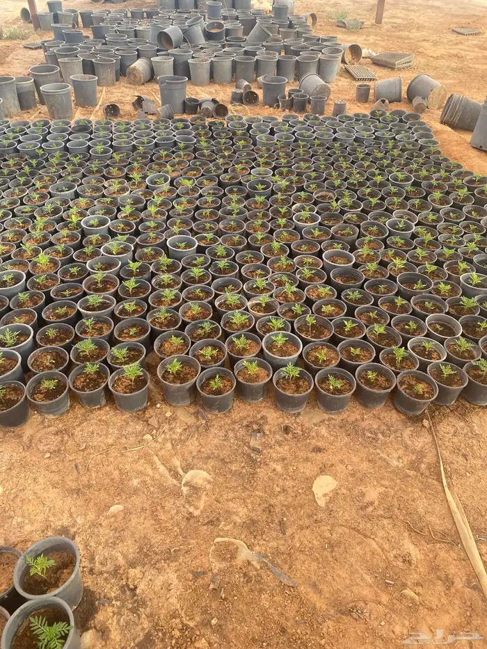 زهور ماري جولد وبيتونيا 4