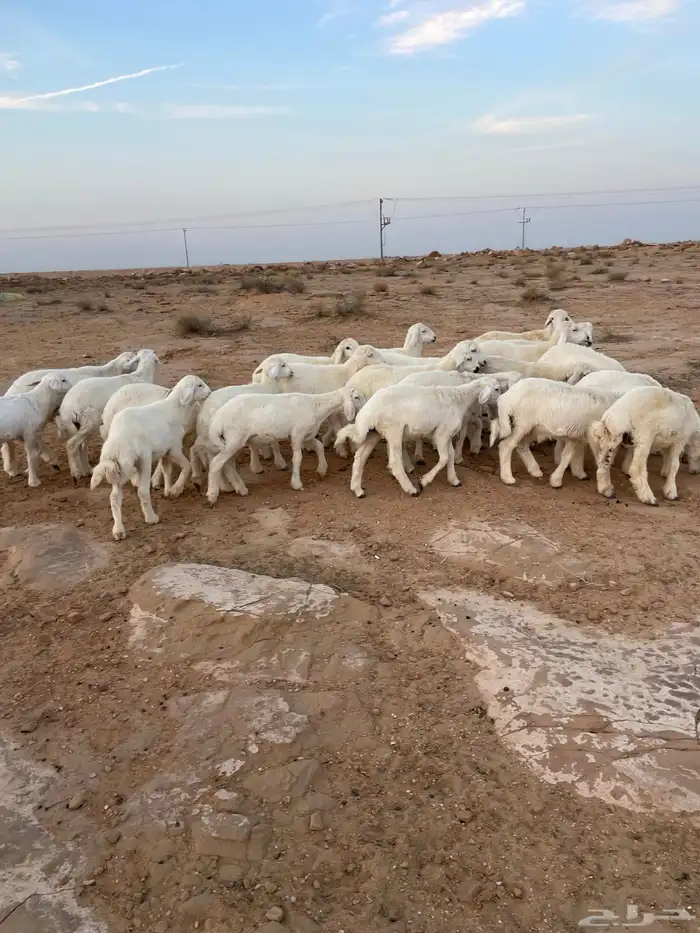 بهم حري مراح واحد 7