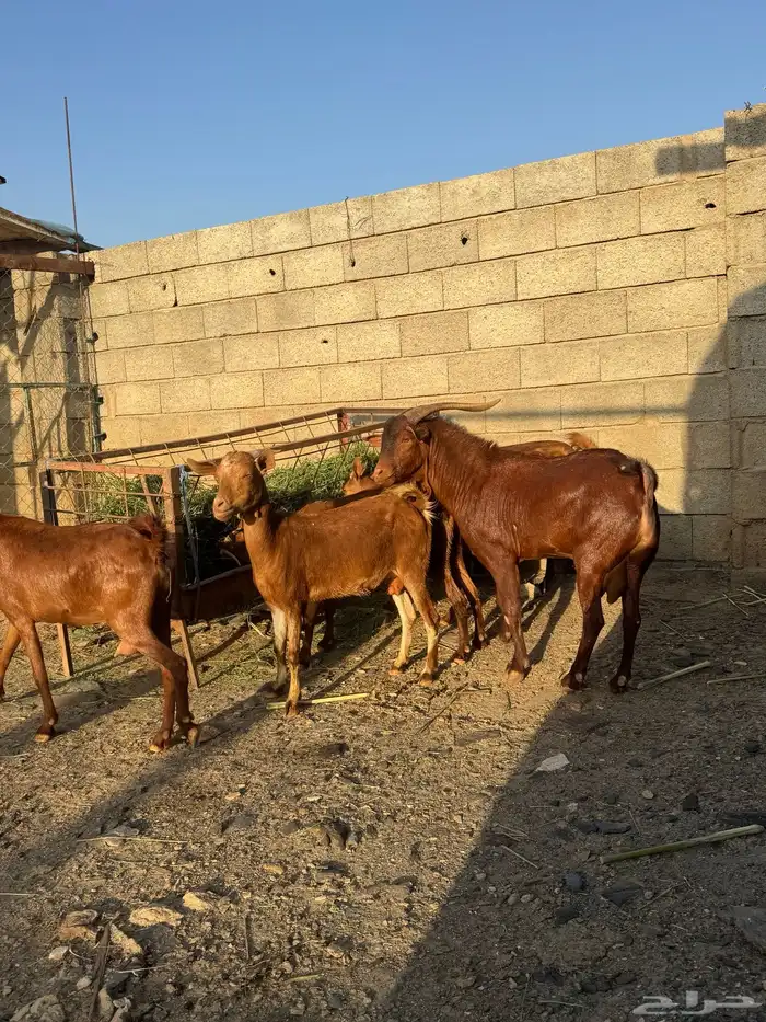 غنم دهم مع الفحل العدد 7 3