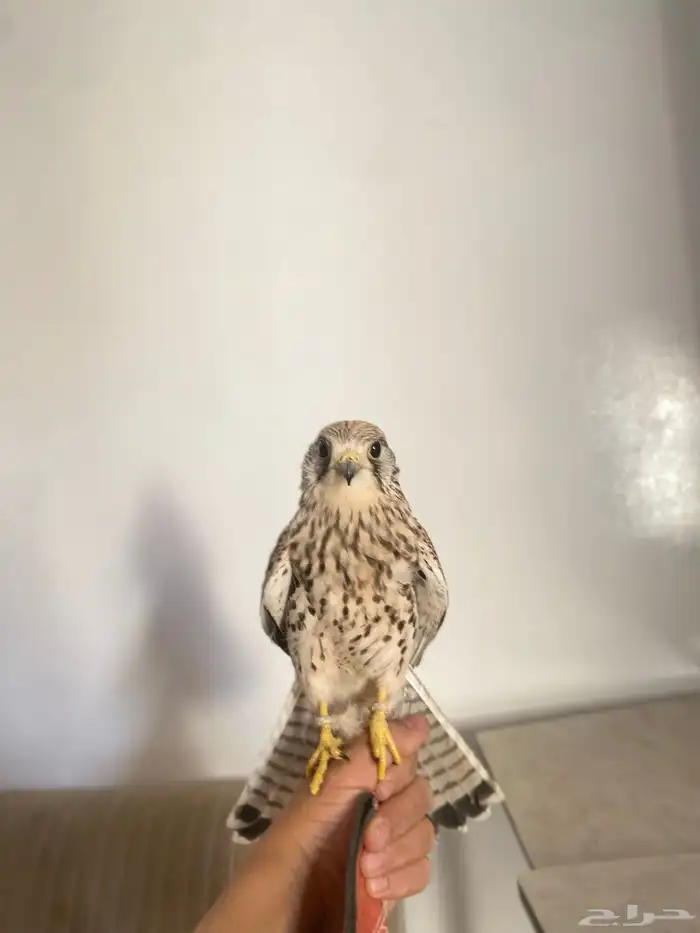 باش. ق للبيع العدد 2 1