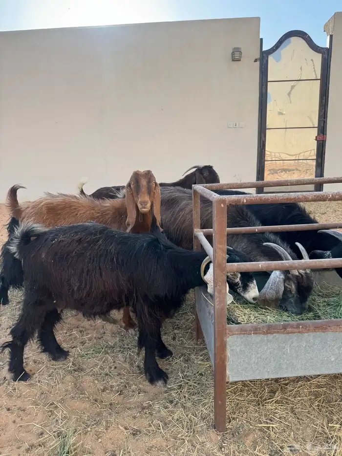 معزا دفيع شرط طيبه 0