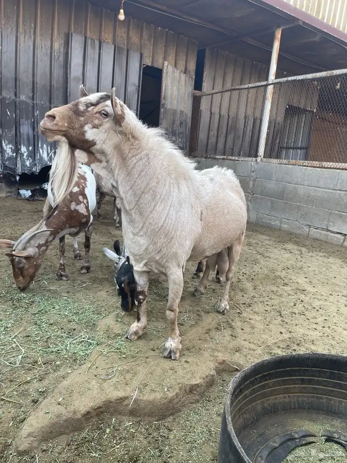 ماعز عماني جيشي 1