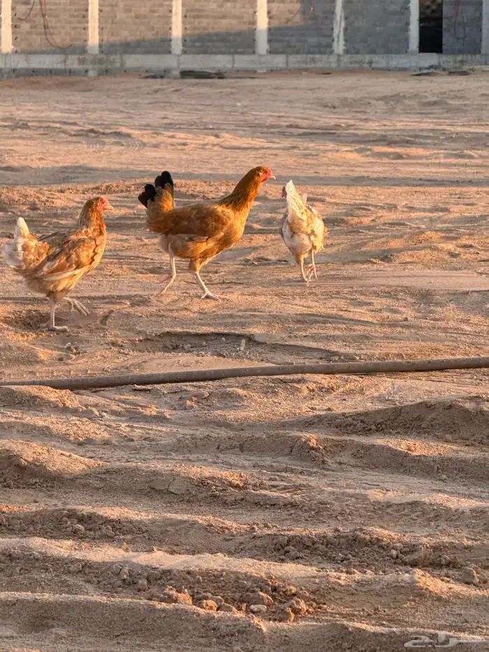 دجاج تركي للبيع 7 ويك 1 0