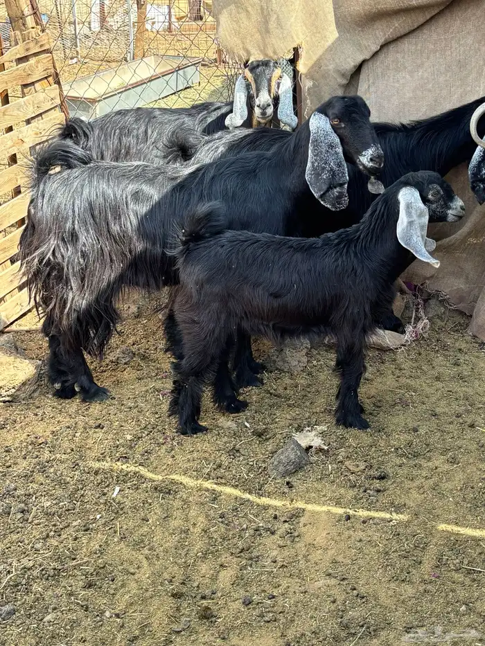 معزا عوارض فاخره 4