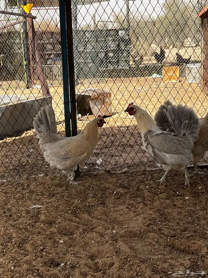 دجاج فيومي 1