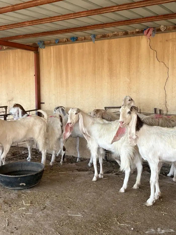 للبيع ماعز بيض دفيع 5