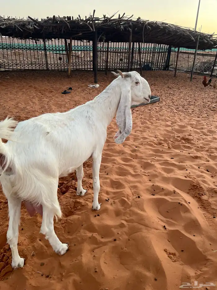عنز مطوره بيضا برصا حليب وافر بحر مشروكه 3