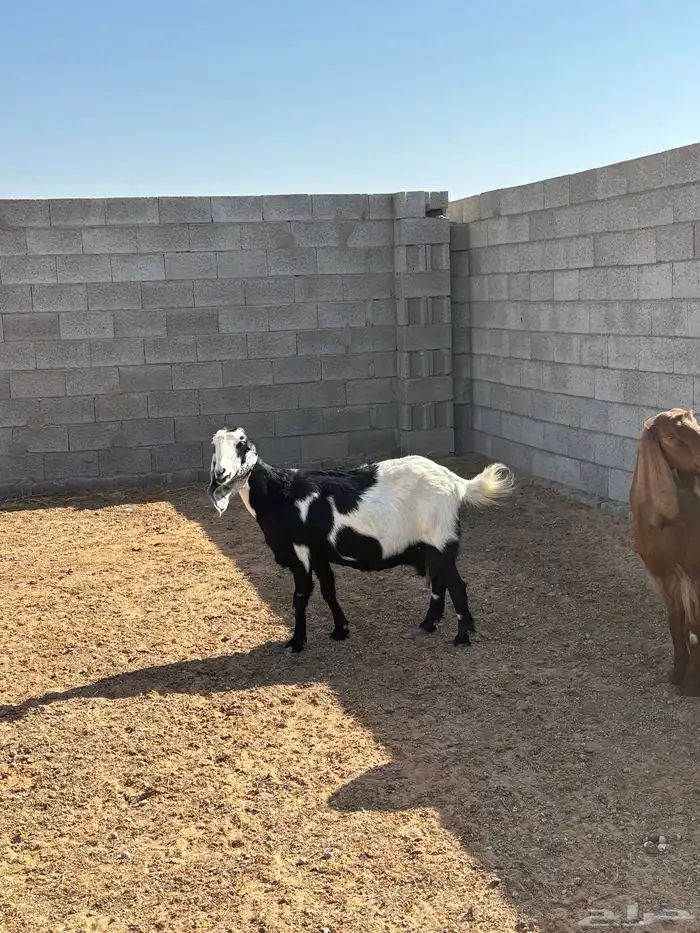 معزا كلها دفيع وعلى الشرط 4