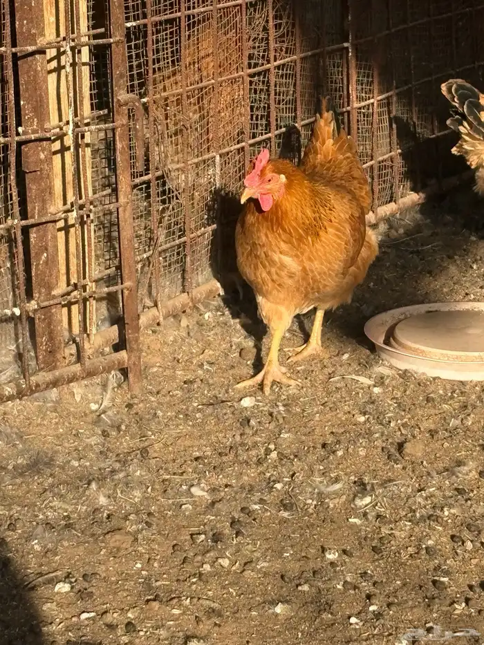 دجاج فرنسي بياض جروم 11