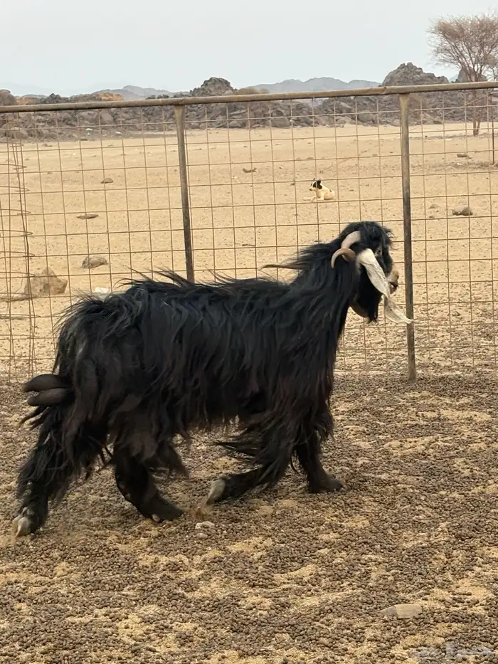 فحل عارضي للبيع 1