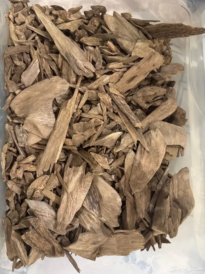 مزاد على عود مروكي حي 0